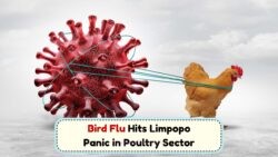 Experts Sound Alarm as Deadly Bird Flu Hits Limpopo: What SA Consumers Need to Know in July