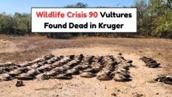 90 Vultures Poisoned: July's Deadly Blow to Kruger's Wildlife Marks One of South Africa's Worst Conservation Crises
